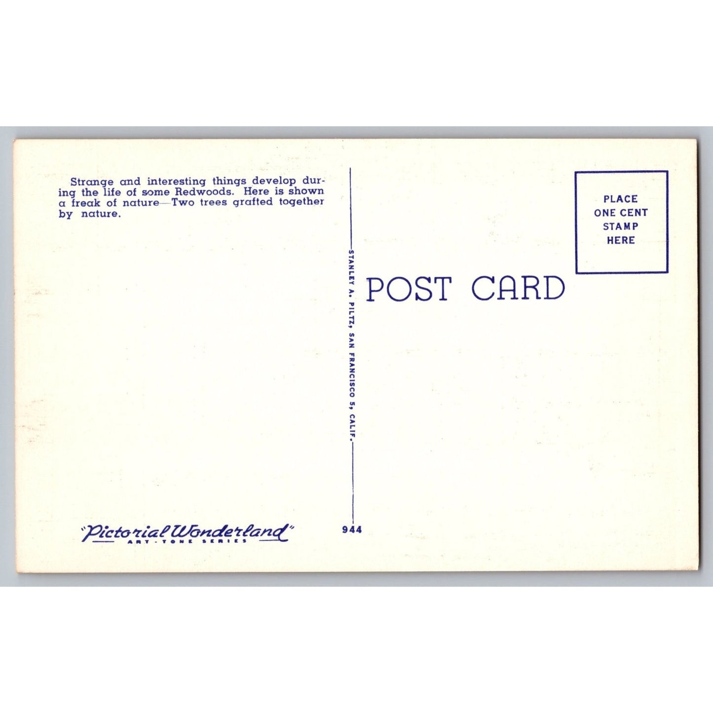 Santa Cruz CA California Big Trees Park Redwood Forest National Park Postcard