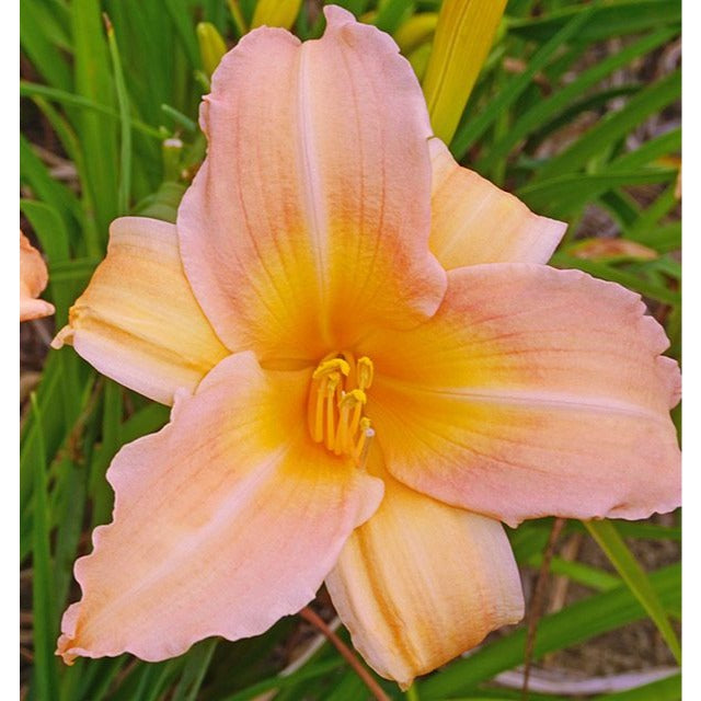 Daylily Mini Pearl