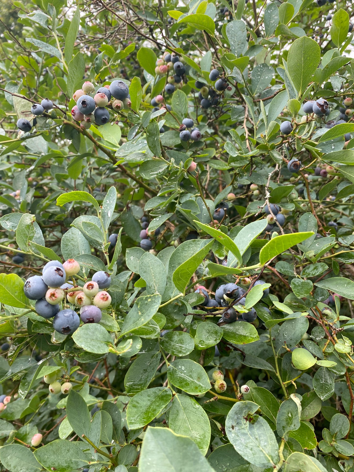 Blueberry Jam - Low Sugar Half Pint Jar