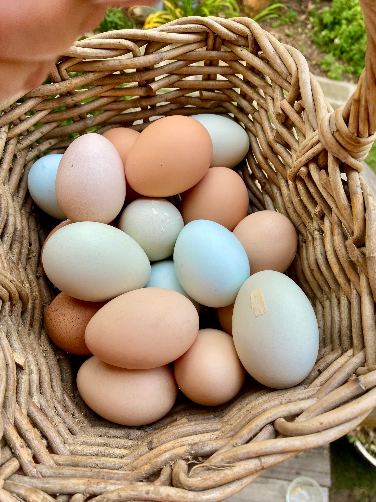 Free Range Eggs 1 dozen