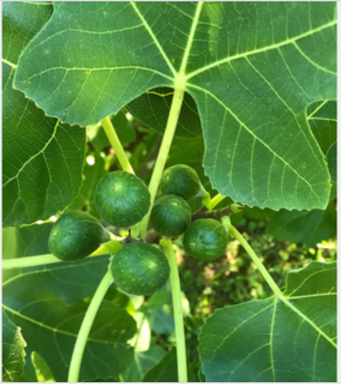 Figs Fresh 1 lb Bag
