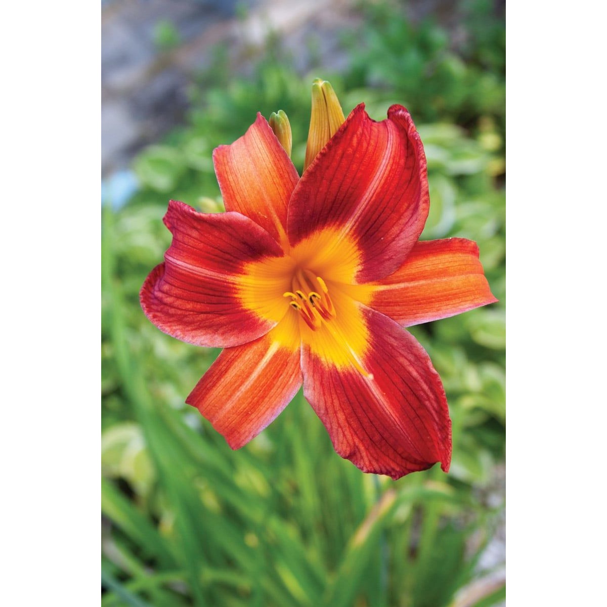 Daylily EveryDaylily 'Red Ribs'