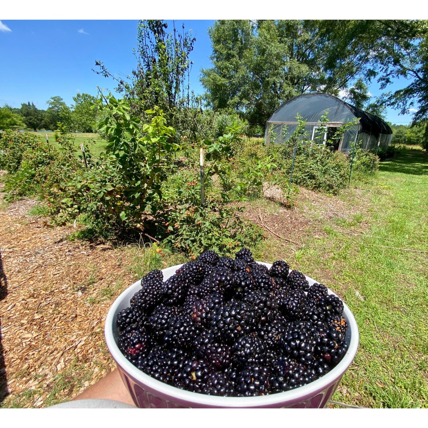 Fresh Blackberries from our farm quart bag