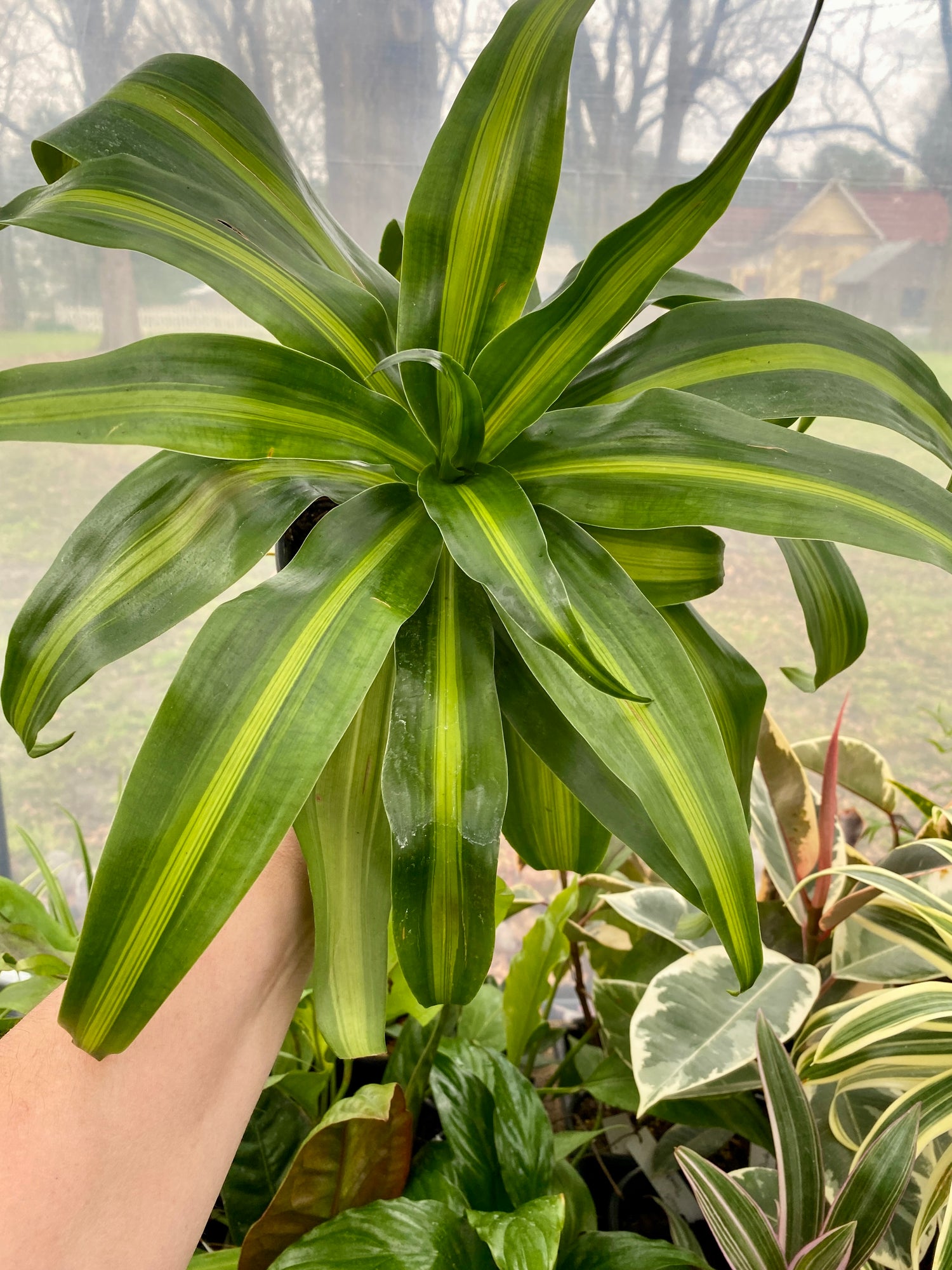 Dracaena