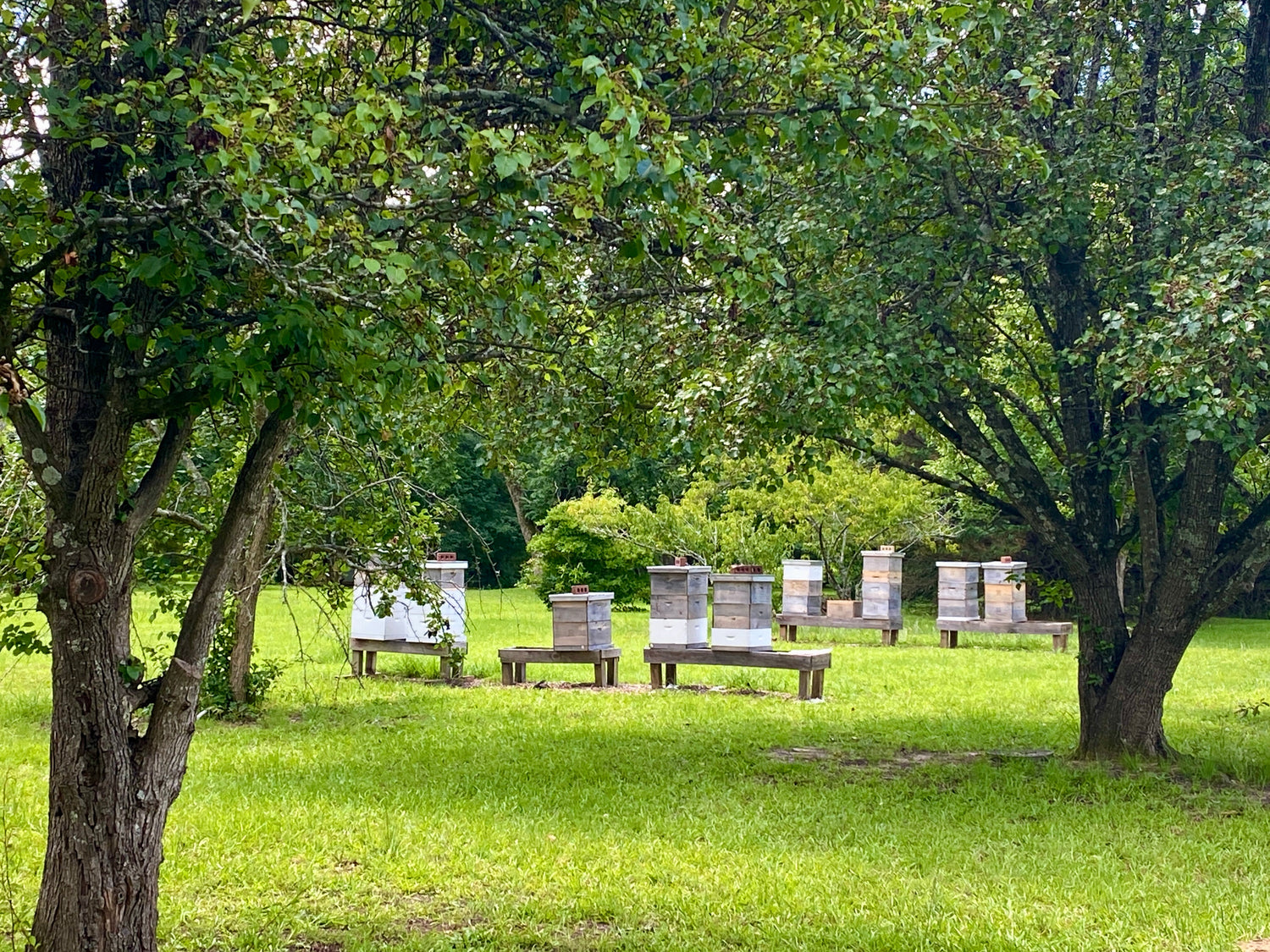 From The Bees