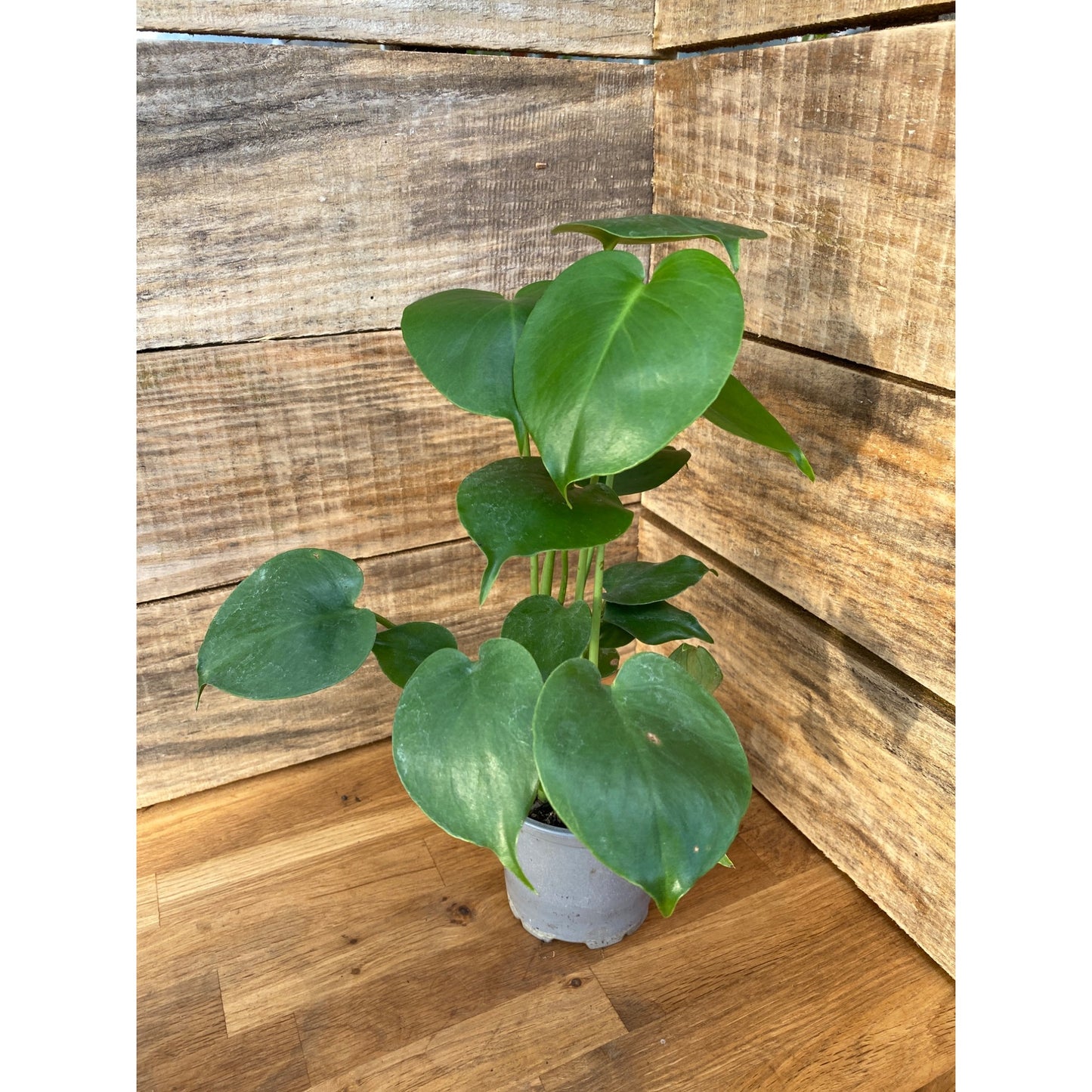 Monstera Deliciosa Split Leaf or Hurricane Plant 4" Pot Live Plant