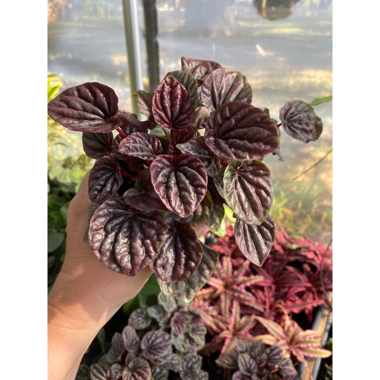 Peperomia or Radiator Plant Red Ripple 4 inch Pot Live Plant