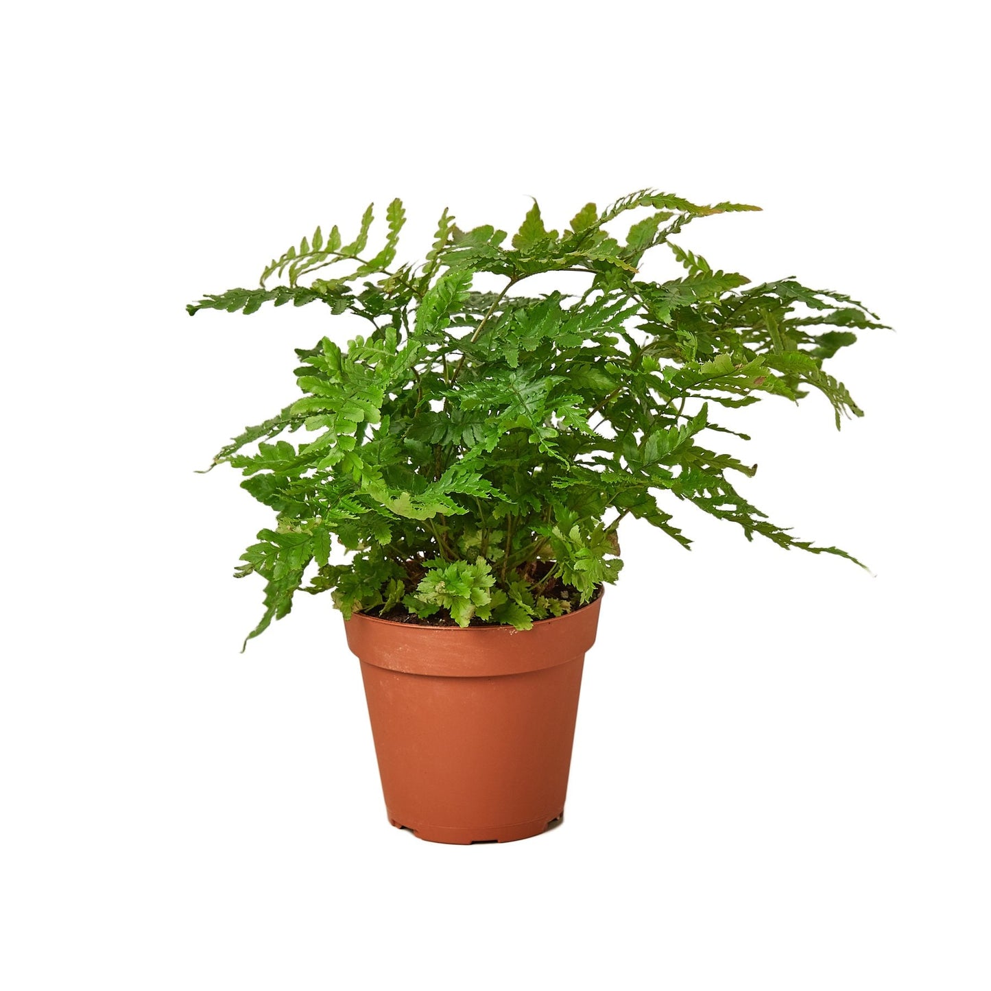 Fern Autumn, Japanese Wood Fern, Copper Shield Fern 4" Pot Live Plant