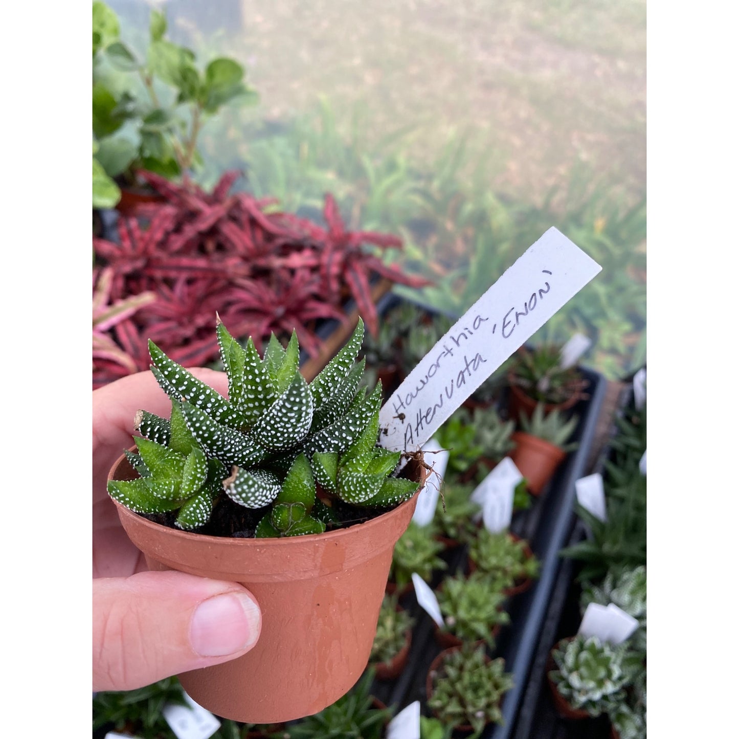 Succulent Haworthia Attenuata Enon 3” pot Live Plant
