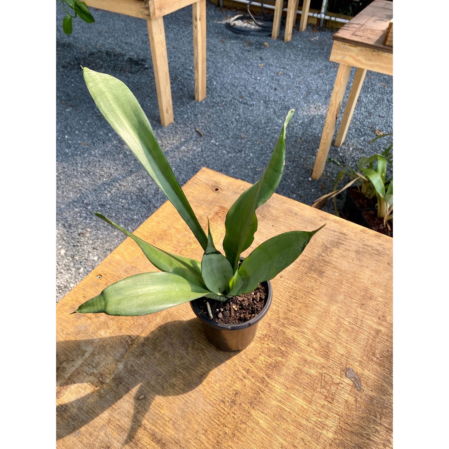 Sansevieria Moonshine Snake Plant 4" Pot Live Plant