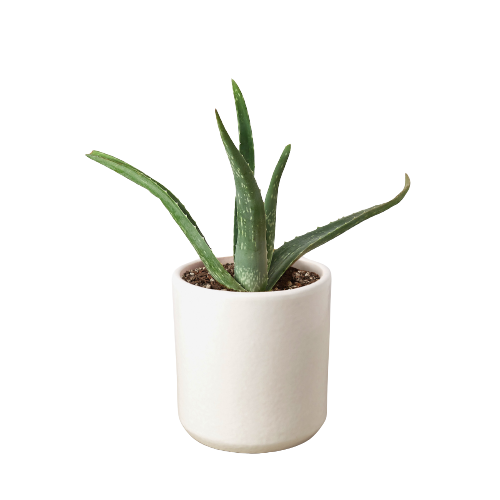 Aloe Vera First Aid Plant Burn Aloe Barbadensis Mill Live Plant