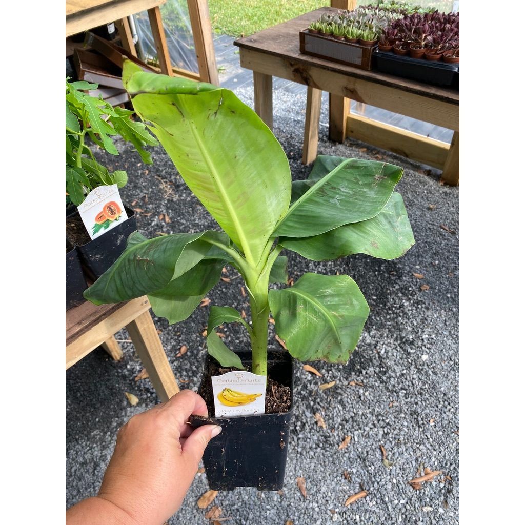 Patio Fruit Banana Plant Musa Truly Tiny Dwarf Banana Tree 4" Pot Live Plant