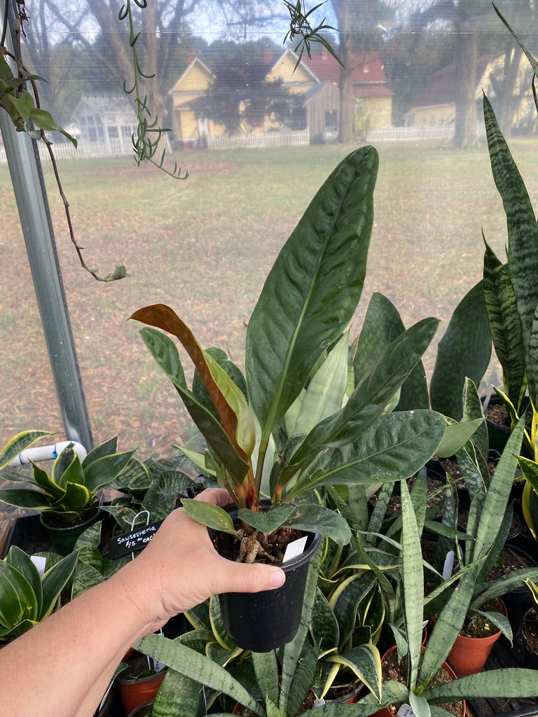 Anthurium Superbum 2.5 Inch Tall Pot Live Starter Plant