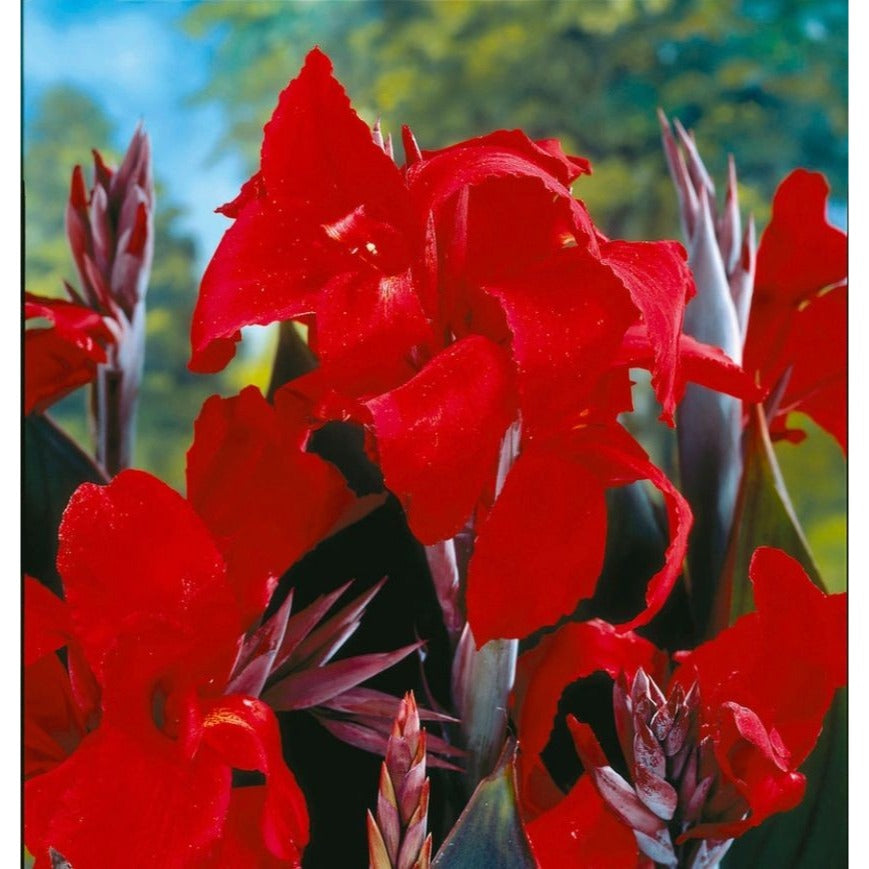 Canna Lily Tall Black Knight Red and Green Leaf 32-36" tall 1 rhizome plant