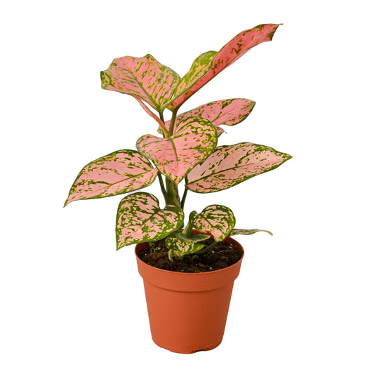 Aglaonema Lady Valentine Chinese Evergreen Live Plant