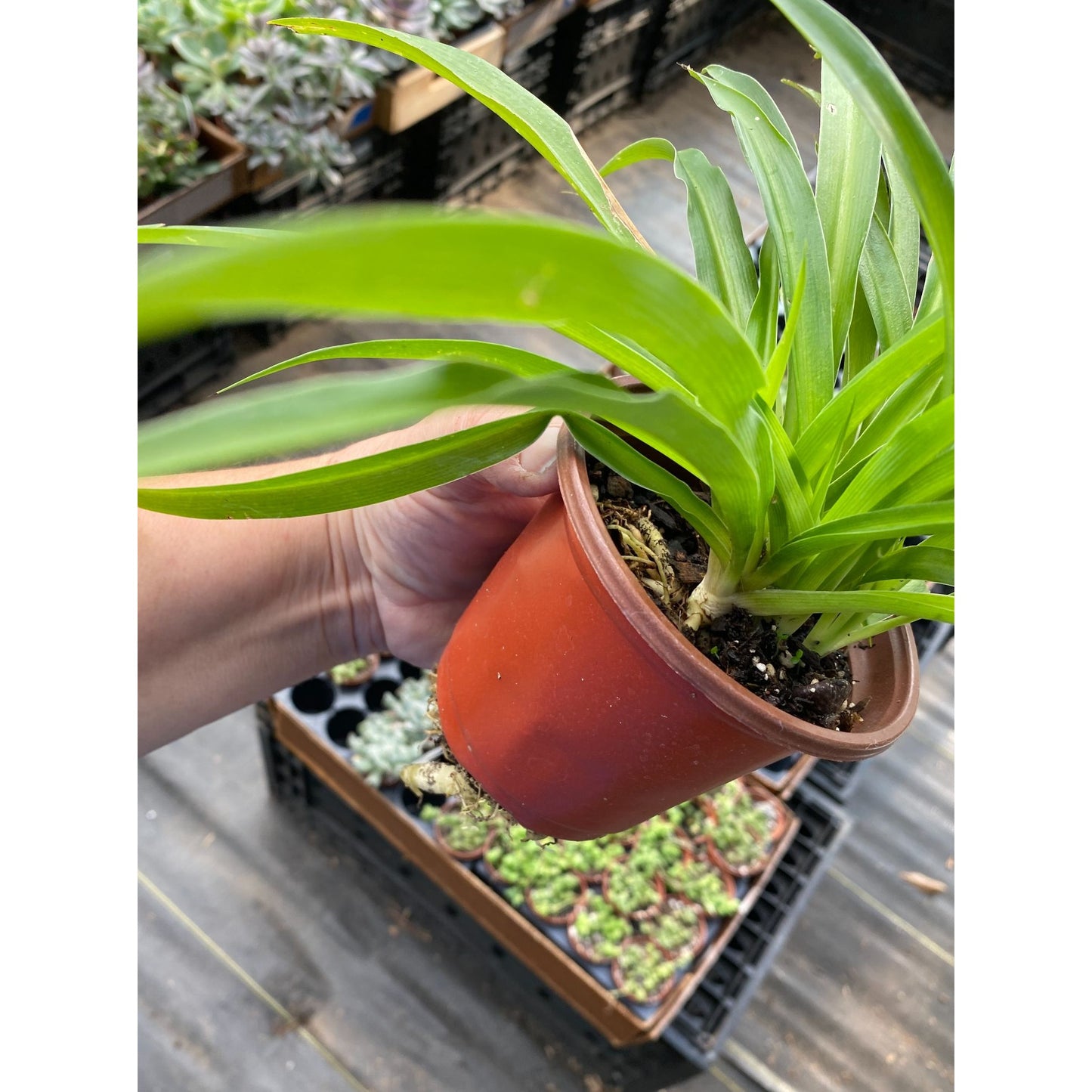 Spider Plant Airplane Plant Chlorophytum Comosum Solid Green 4" Pot Live Plant