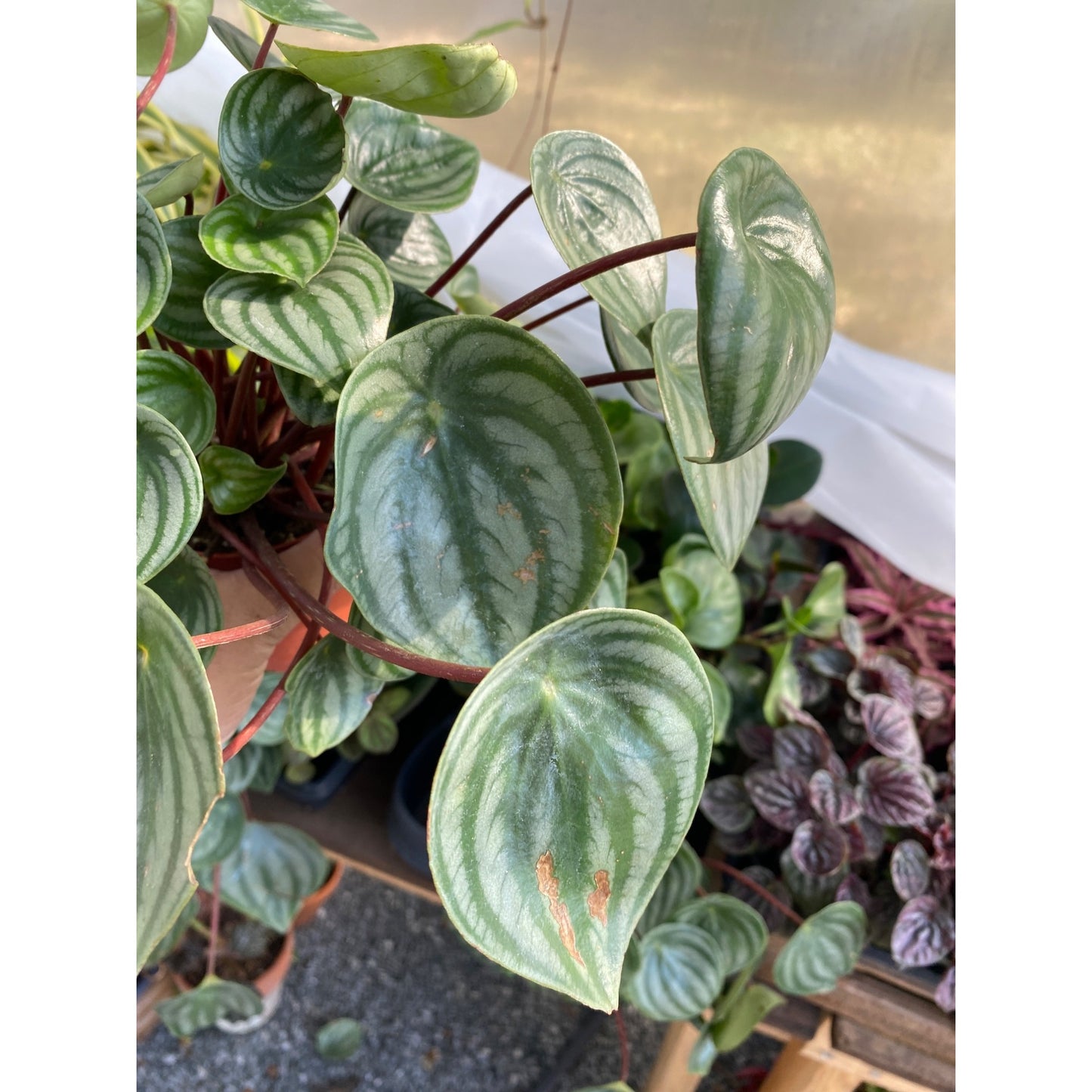 Peperomia Argyreia Watermelon Baby Rubberplant 4 Inch Pot Live Plant