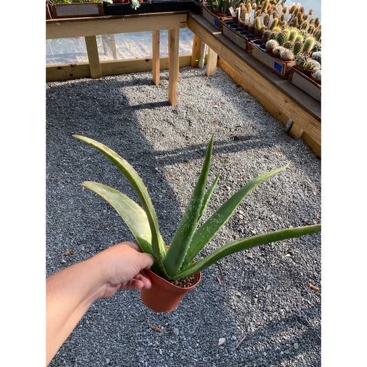 Aloe Vera Barbadensis Mill Burn First Aid Plant True Aloe 4" Pot Live Plant