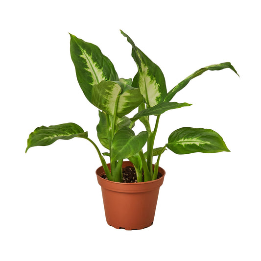 Dieffenbachia Camille Dumb Cane Multiple Sizes Available