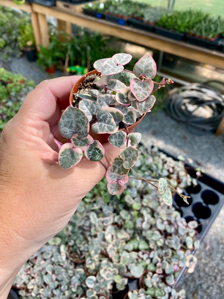 String of Heart Variegated Ceropegia Woodii Succulent 2" Pot Live Plant