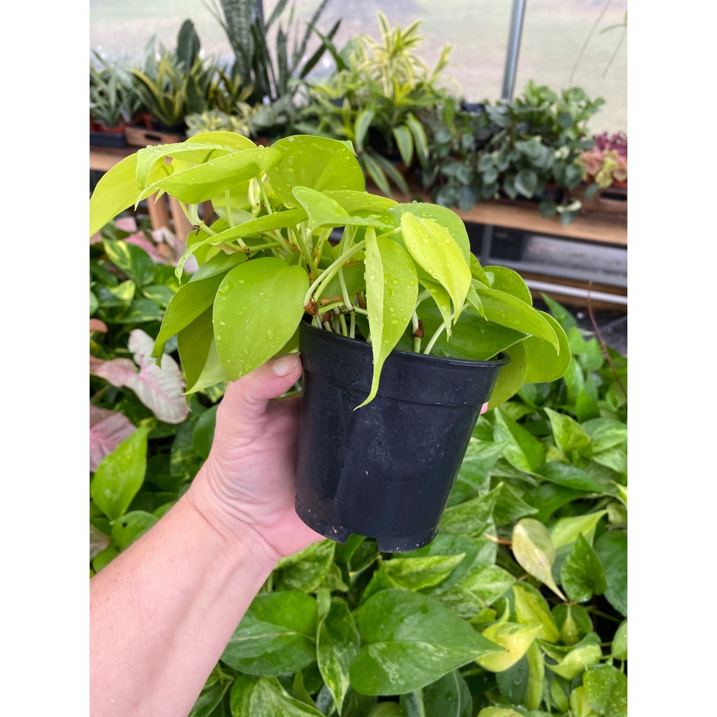 Philodendron Cordatum or Neon 4" Pot Live Plant