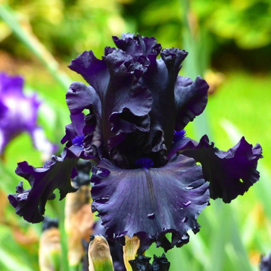 Iris German Tall Bearded All Night Long Fragrant Black Iris Duncan 2004 #1 Size Rhizome