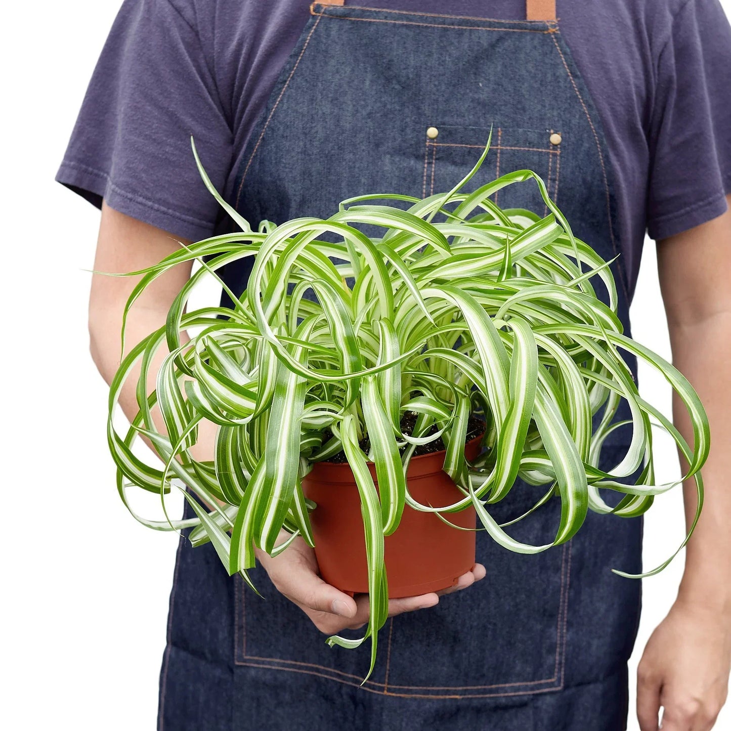 Spider Plant Bonnie Chlorophytum comosum Live Plant Multiple Sizes Available