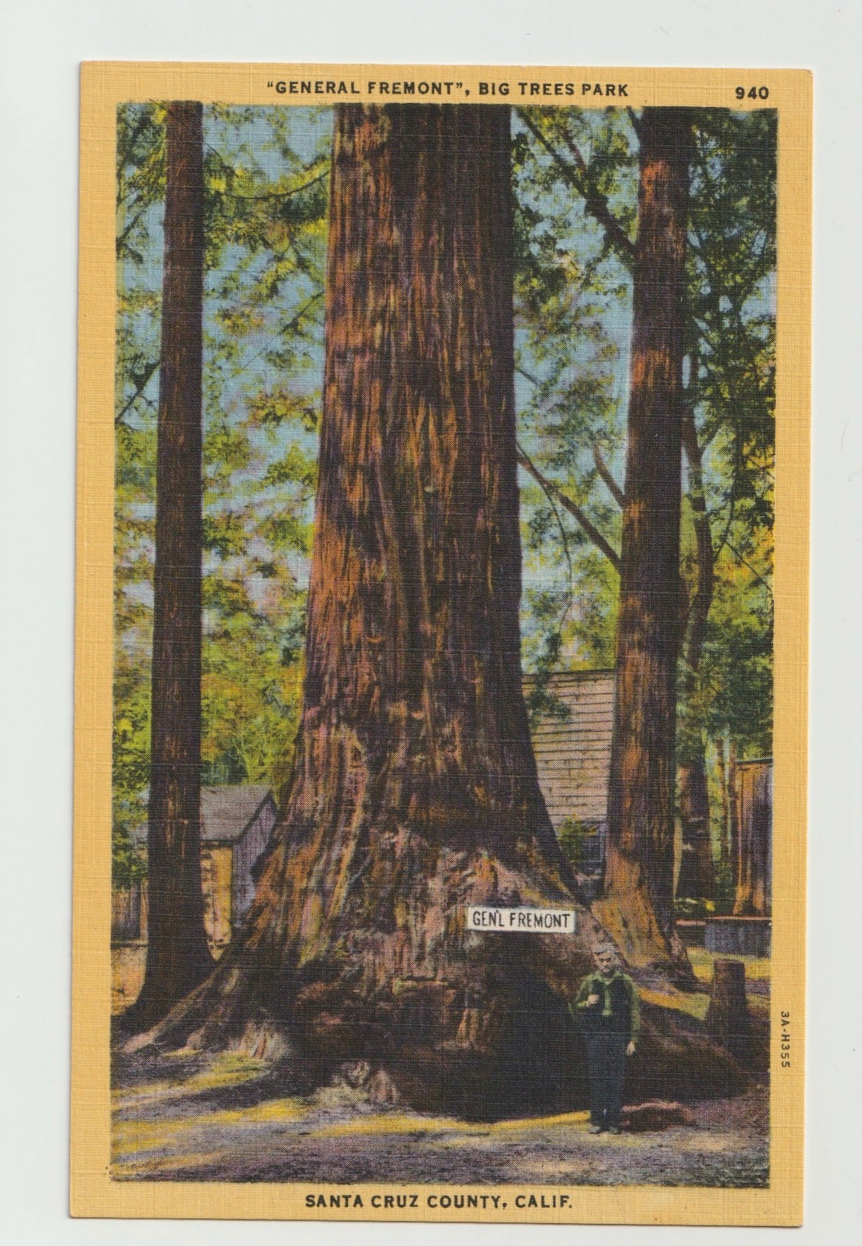 Postcard CA California Santa Cruz Big Trees Park General Fremont Tree Linen Unused