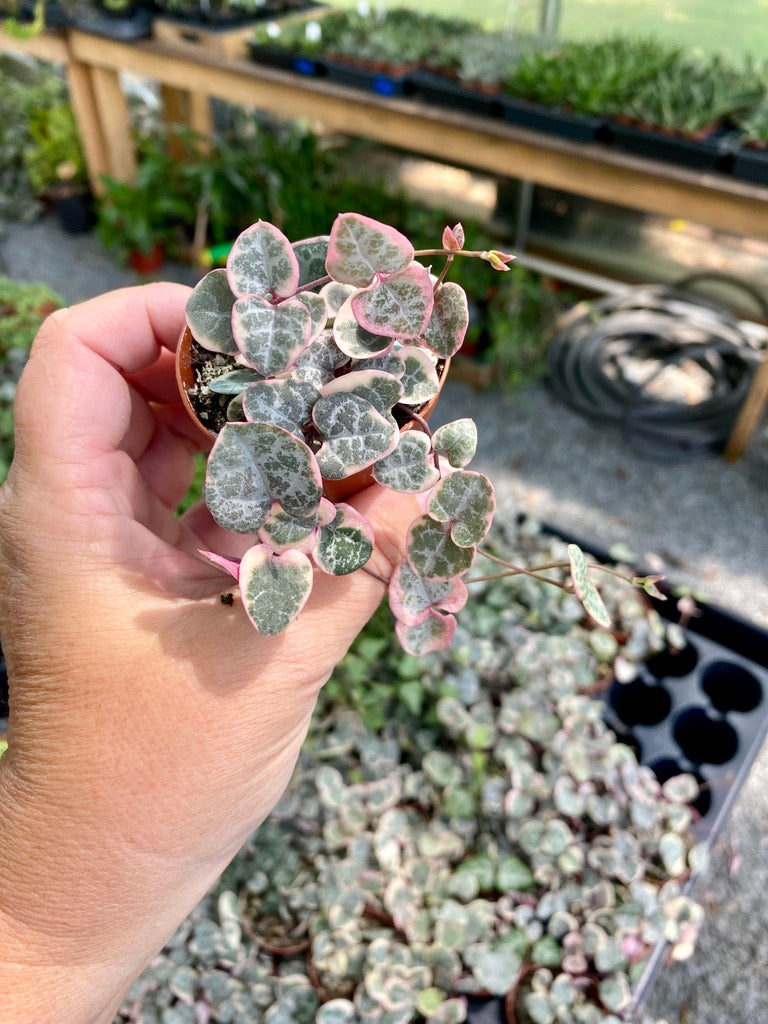 String of Heart Variegated Ceropegia Woodii Succulent 2" Pot Live Plant