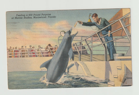 Postcard FL Florida Marineland Marine Studios Feeding Porpoise 1941 Linen Used