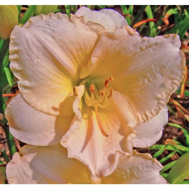 Daylily Lullaby Baby