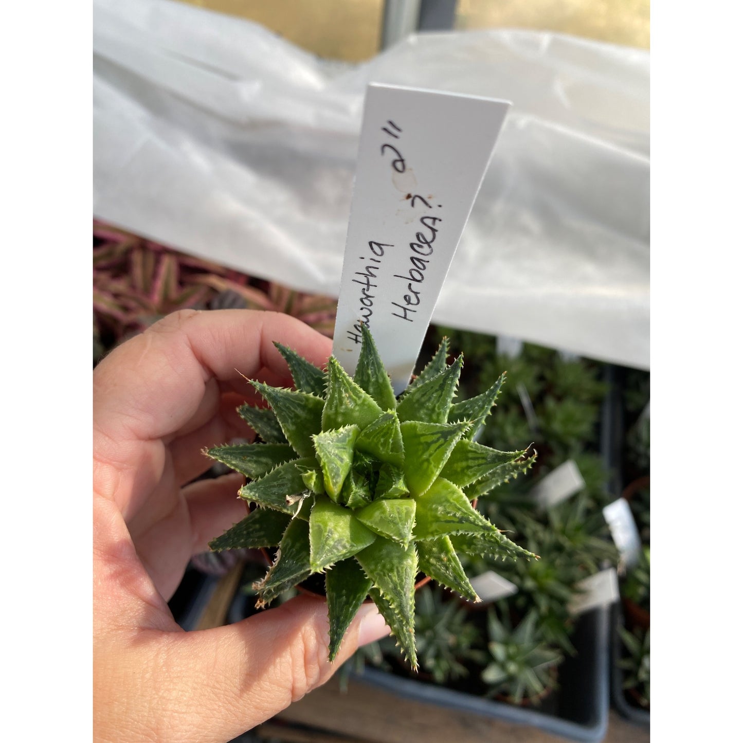 Succulent Haworthia Herbacea 2" Pot Live Plant