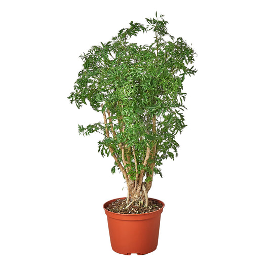 Aralia Ming Stump Plant Polyscias fruticosa Live Plant