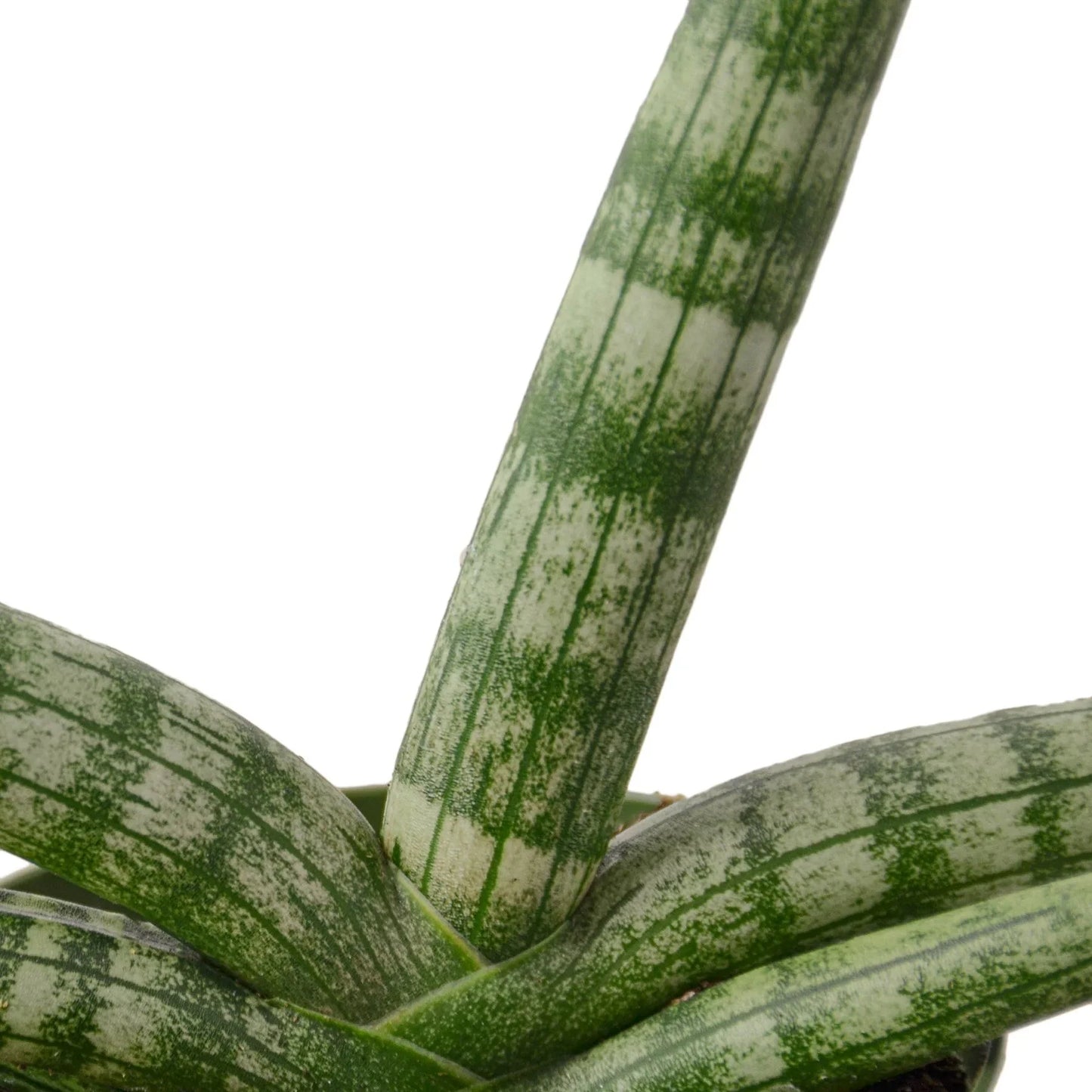 Sansevieria Starfish Snake Plant Live Plant Multiple Sizes Available