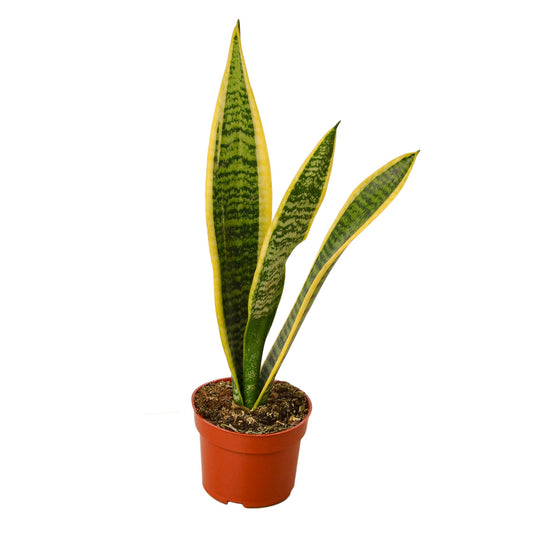 Sansevieria Laurentii Snake Plant Mother in Law's Tongue Live Plant