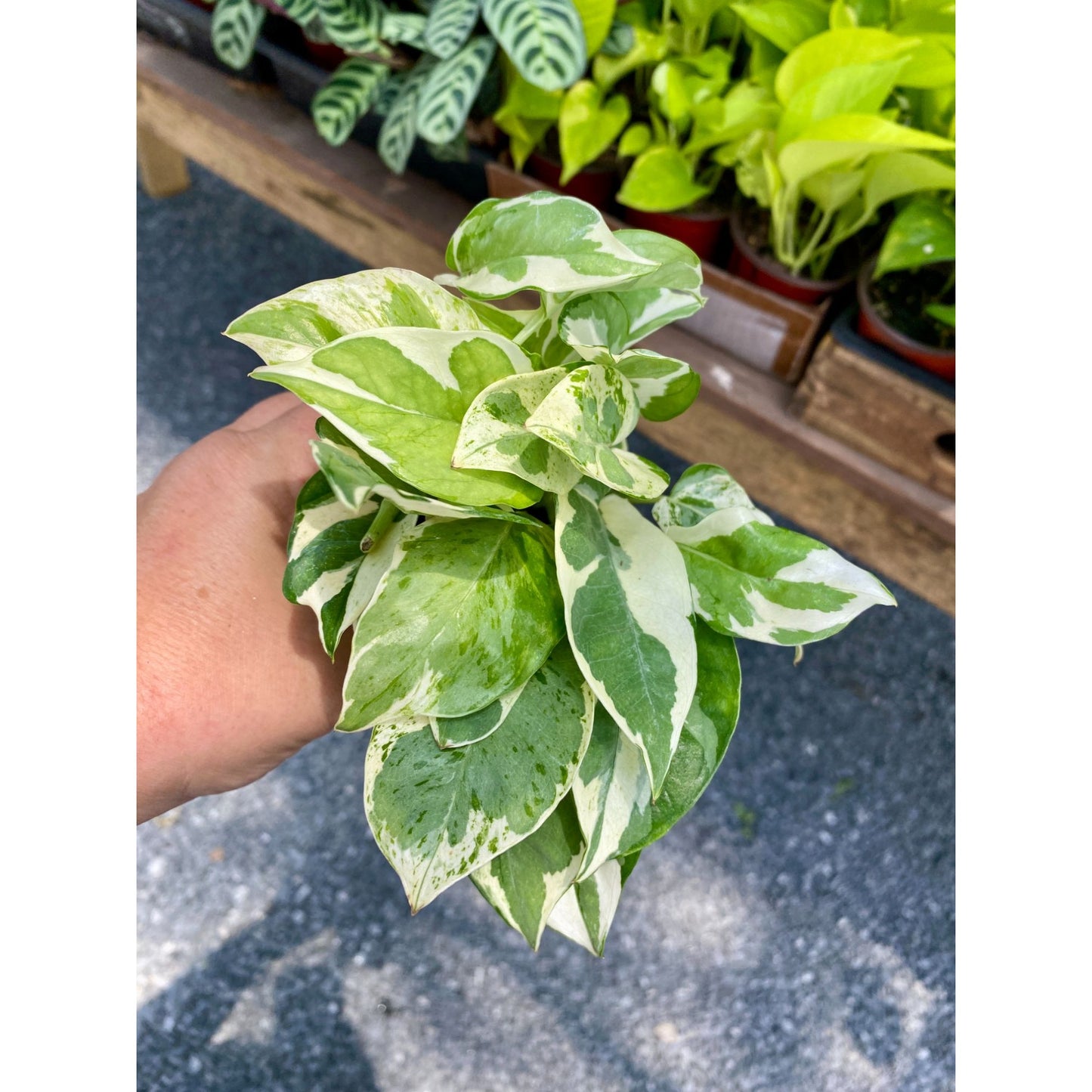 Pothos Scindapsus Wilcox or Devil's Ivy N'joy 3" Pot Live Plant