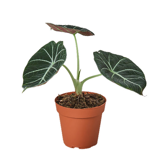 Alocasia Reginula Black Velvet Elephant Ear Live Plant