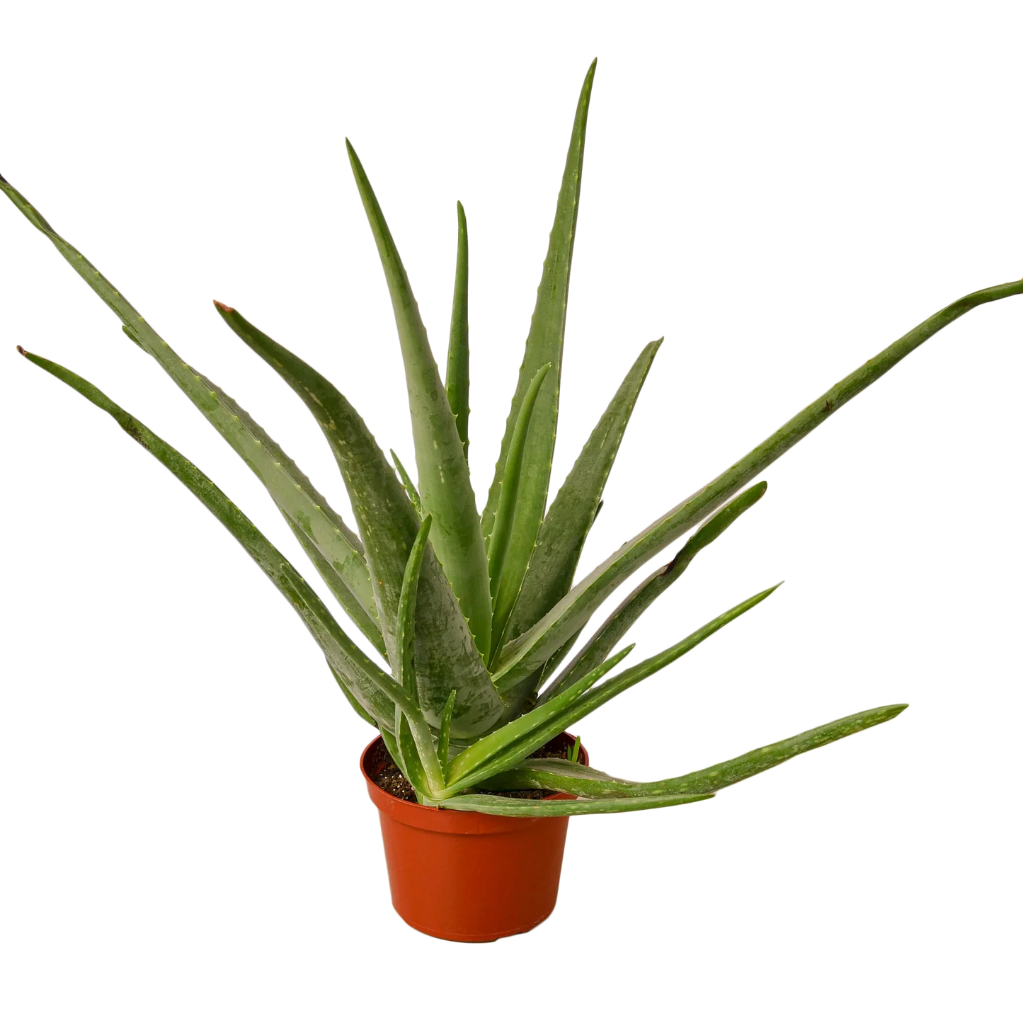 Aloe Vera First Aid Plant Burn Aloe Barbadensis Mill Live Plant