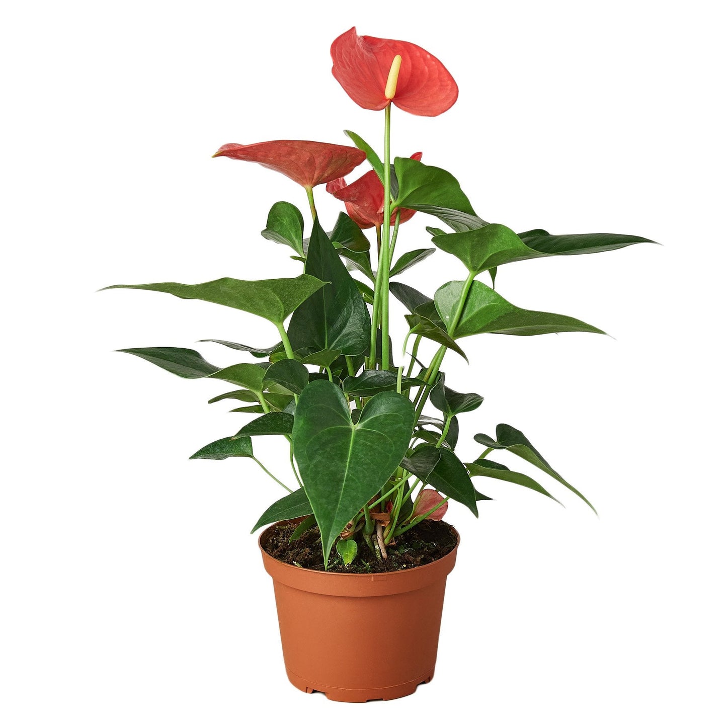 Anthurium 'Pink' Flamingo Flower Live Plant