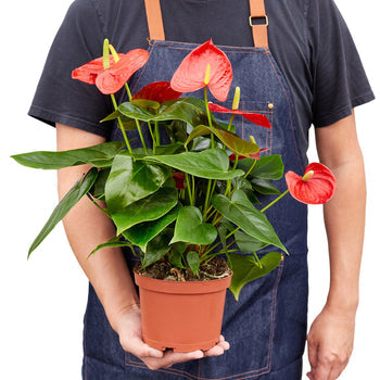 Anthurium 'Red' Live Plant