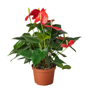 Anthurium 'Red' Live Plant