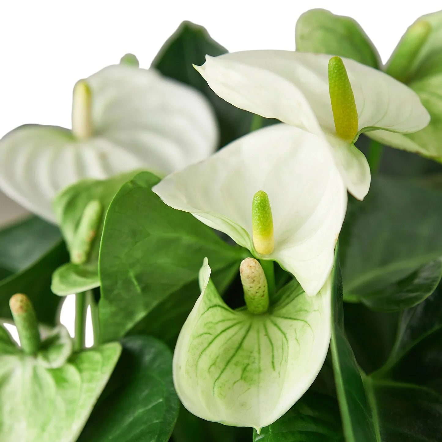 Anthurium 'White' Live Plant