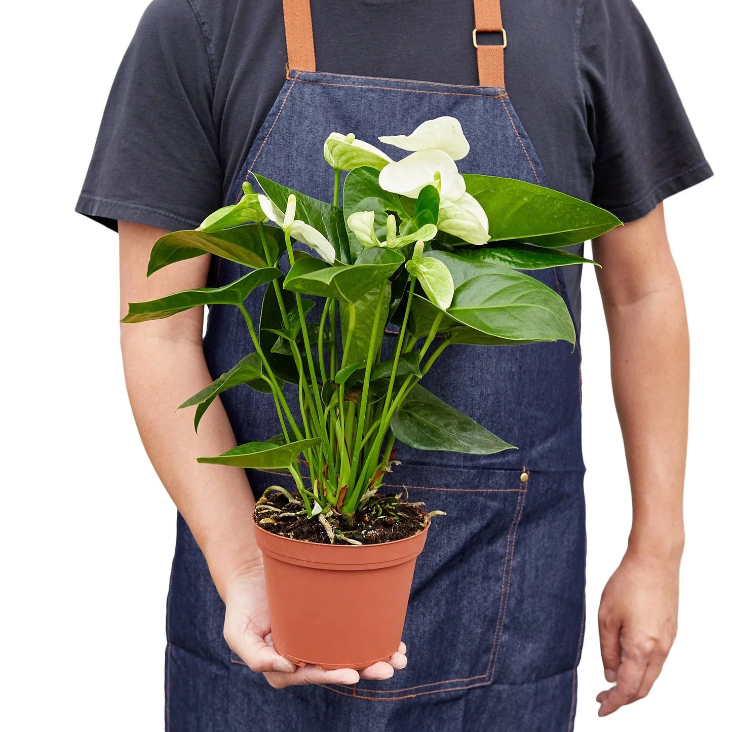 Anthurium 'White' Live Plant