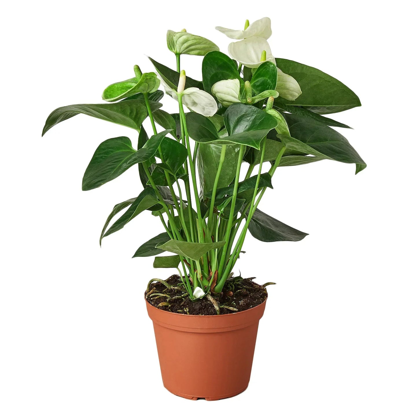 Anthurium 'White' Live Plant