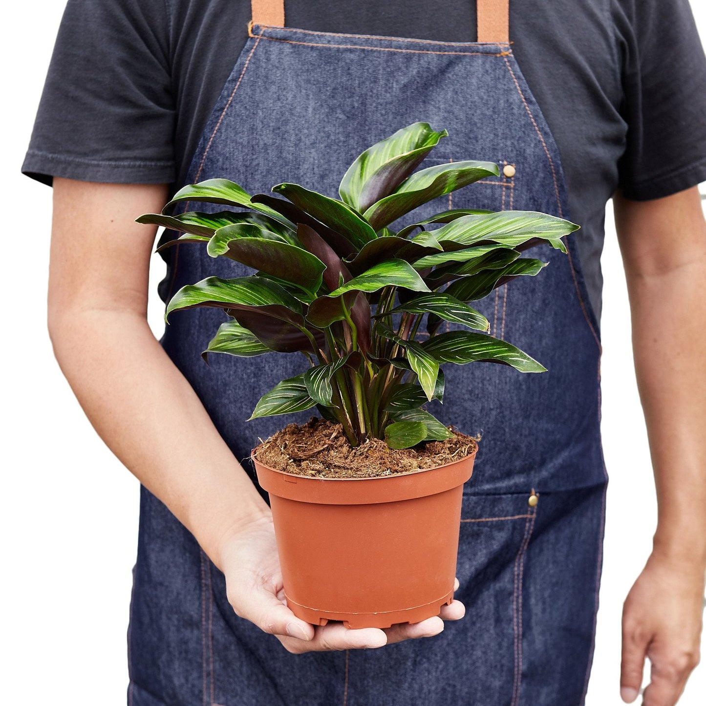 Calathea 'Beauty Star' Peacock Plant Live Plant