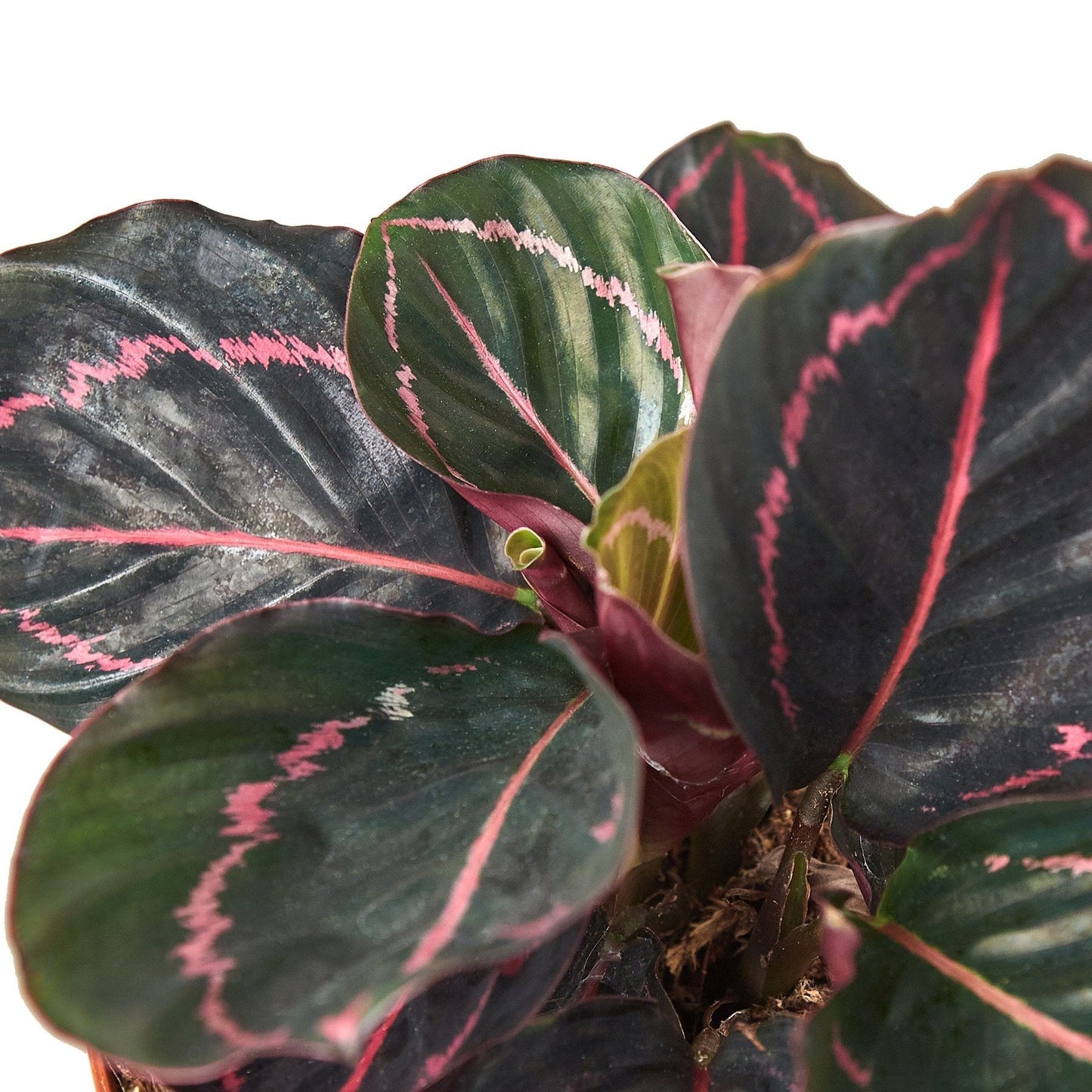 Calathea 'Dottie' Peacock Plant Live Plant