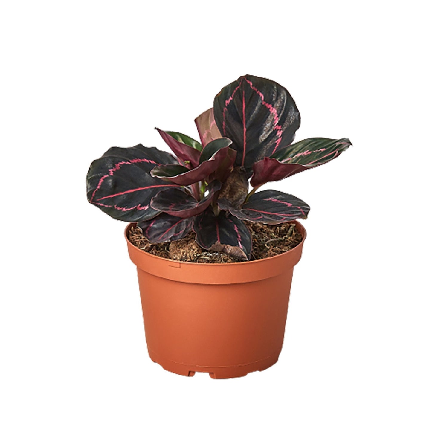 Calathea 'Dottie' Peacock Plant Live Plant