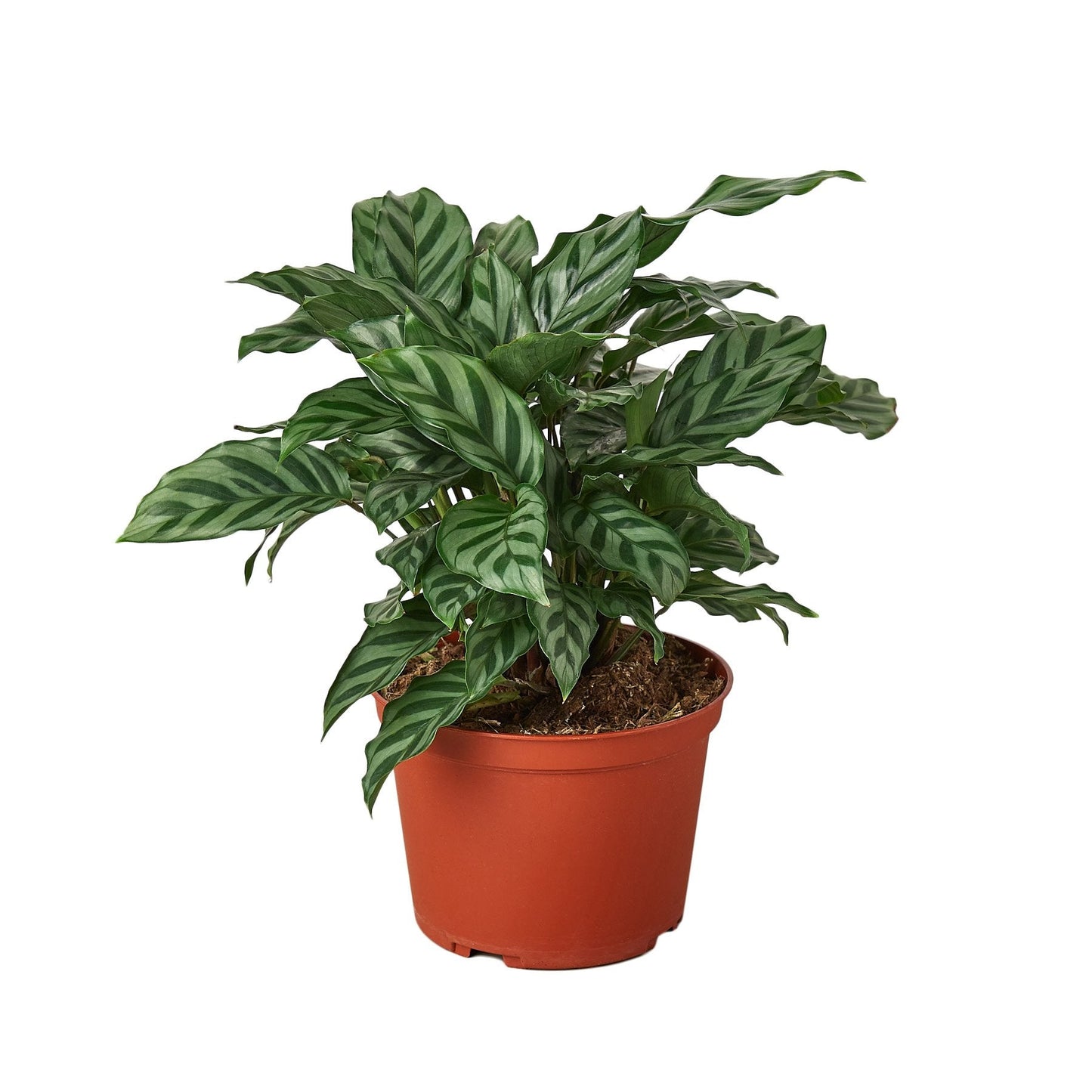 Calathea Concinna 'Freddie' Peacock Plant Live Plant