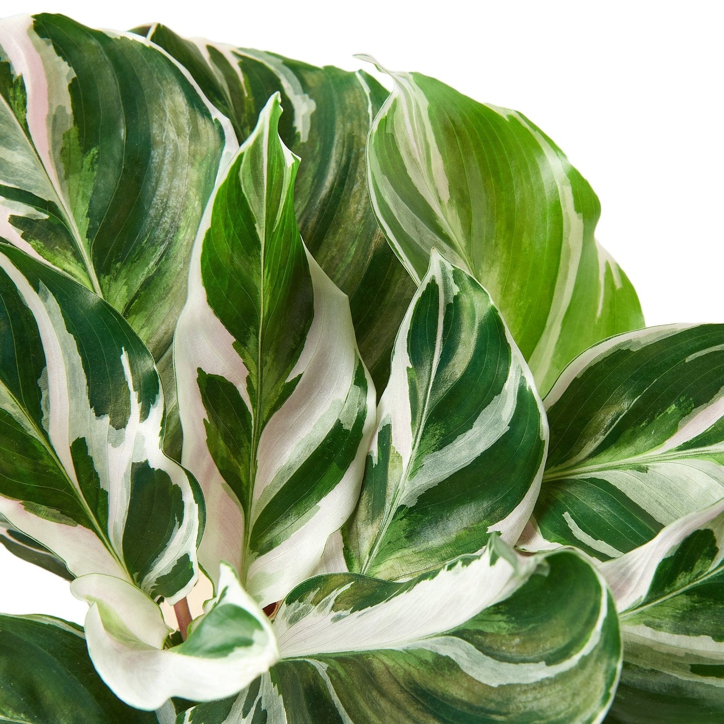 Calathea 'White Fusion' Peacock Plant Live Plant