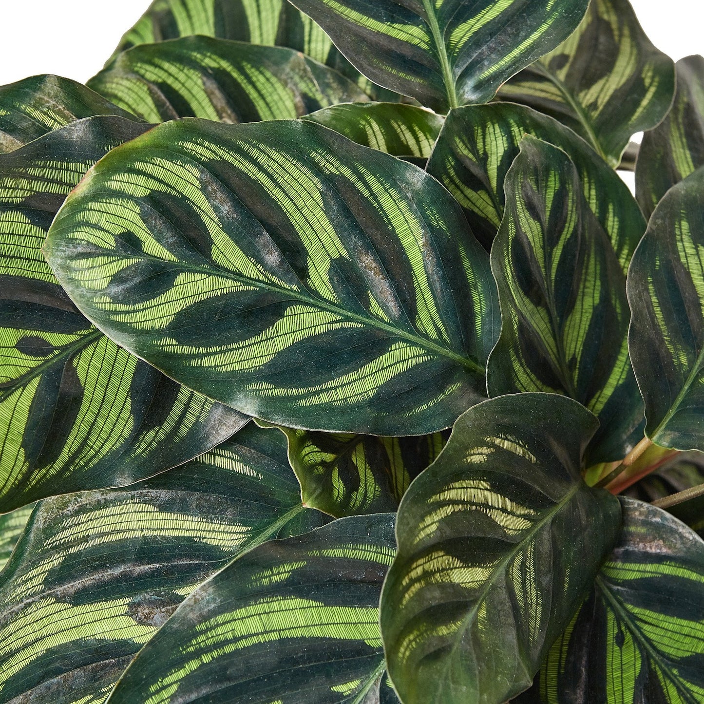 Calathea 'Makoyana' Peacock Plant Live Plant